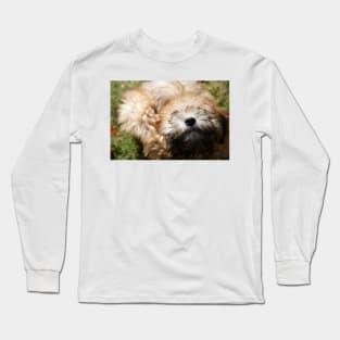 A pure bred Wheaten Terrier puppy dog in a playful mood. Long Sleeve T-Shirt